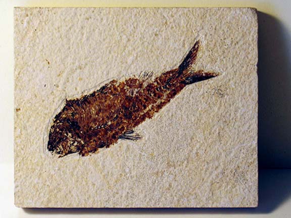 Fish Fossil